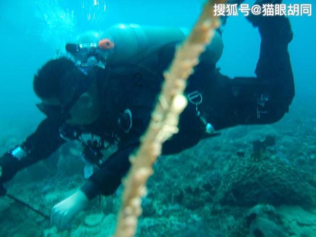 番薯藤爬过